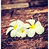 Vintage retro effect filtered hipster style travel image of three white frangipani plumeria spa flowers on rough stones