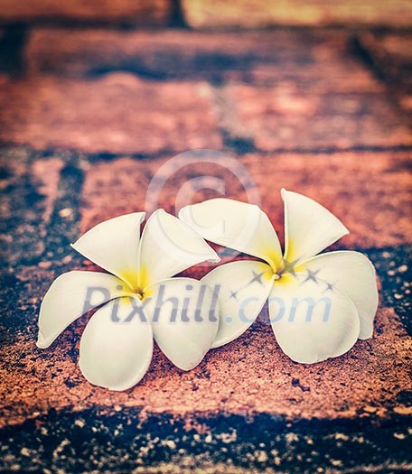 Vintage retro effect filtered hipster style travel image of delicate white frangipani plumeria spa flowers on rough stone surface Vintage retro effect filtered hipster style travel image of delicate white frangipani plumeria spa flowers on rough stone surface