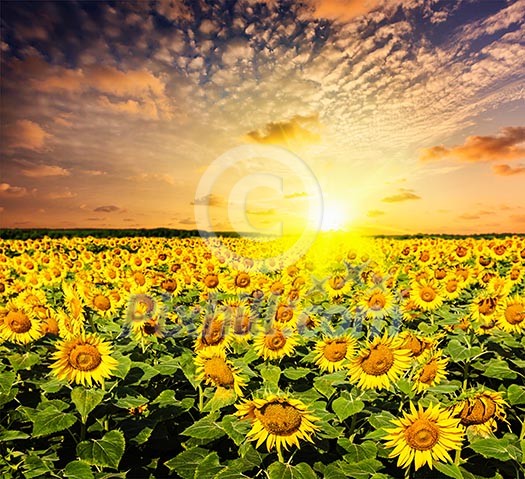 Idyllic scenic landscape - sunflower field on sunset with dramatic cloudscape Idyllic scenic landscape - sunflower field on sunset with dramatic cloudscape