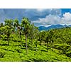 Kerala India travel background - green tea plantations with trees in Munnar, Kerala, India close up