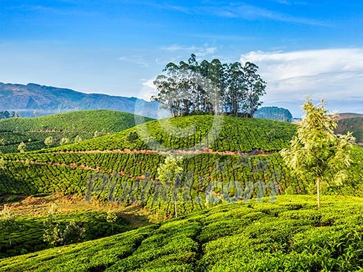 Kerala India travel background - green tea plantations in Munnar, Kerala, India - tourist attraction Kerala India travel background - green tea plantations in Munnar, Kerala, India - tourist attraction