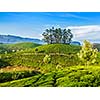 Kerala India travel background - green tea plantations in Munnar, Kerala, India - tourist attraction