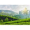 Kerala India travel background - green tea plantations in Munnar, Kerala, India in the morning on sunrise