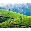 Kerala India travel background - green tea plantations in Munnar, Kerala, India - tourist attraction