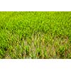 Rice paddy field close up. Cambodia