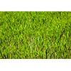 Rice paddy field close up. Cambodia