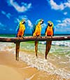 Tropical vacation concept - three parrots Blue-and-Yellow Macaw Ara ararauna also known as the Blue-and-Gold Macaw on tropical beautiful beach and  sea