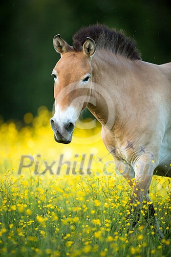 Przewalski horse grazing on a lovely meadow Przewalski horse grazing on a lovely meadow
