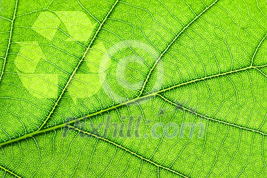 Recycling symbol on green leaf Recycling symbol on green leaf