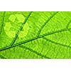 Recycling symbol on green leaf