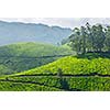 Tea plantations. Munnar, Kerala, India