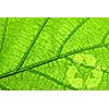 Recycling symbol on green leaf