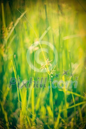 Vintage retro hipster style image of green grass - very shallow depth of field Vintage retro hipster style image of green grass - very shallow depth of field