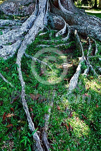 Tropical tree roots. Sri Lanka Tropical tree roots. Sri Lanka
