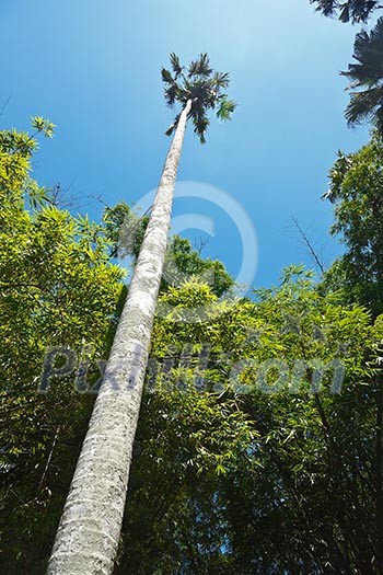 Tall palm in sky. Peradeniya Botanical Gardens. Kandy, Sri Lanka Tall palm in sky. Peradeniya Botanical Gardens. Kandy, Sri Lanka