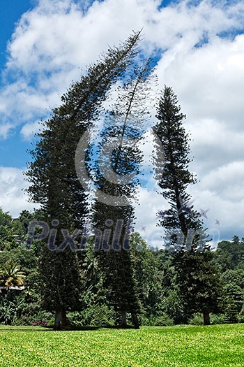 Crooked Cook Pines (Araucaria columnaris) in Peradeniya Botanical Gardens. Kandy, Sri Lanka Crooked Cook Pines (Araucaria columnaris) in Peradeniya Botanical Gardens. Kandy, Sri Lanka