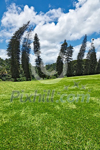 Crooked Cook Pines (Araucaria columnaris) in Peradeniya Botanical Gardens. Kandy, Sri Lanka Crooked Cook Pines (Araucaria columnaris) in Peradeniya Botanical Gardens. Kandy, Sri Lanka