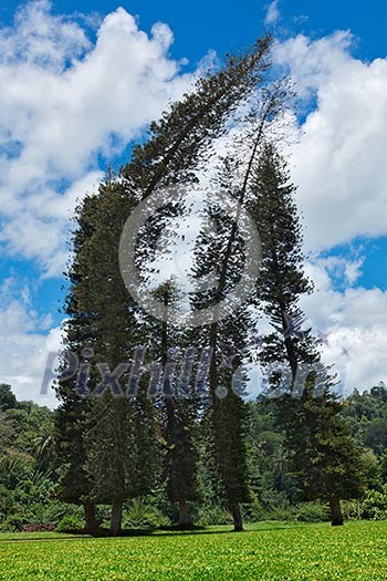 Crooked Cook Pines (Araucaria columnaris) in Peradeniya Botanical Gardens. Kandy, Sri Lanka Crooked Cook Pines (Araucaria columnaris) in Peradeniya Botanical Gardens. Kandy, Sri Lanka