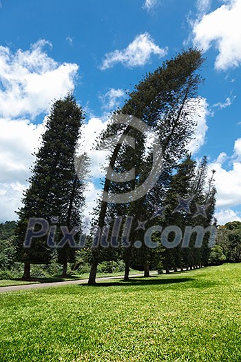 Crooked Cook Pines (Araucaria columnaris) in Peradeniya Botanical Gardens. Kandy, Sri Lanka Crooked Cook Pines (Araucaria columnaris) in Peradeniya Botanical Gardens. Kandy, Sri Lanka