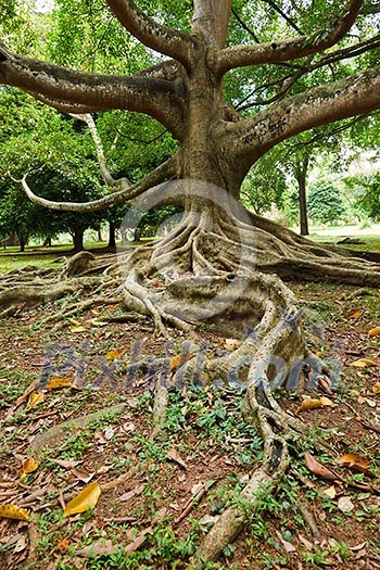 Tropical tree roots. Sri Lanka Tropical tree roots. Sri Lanka