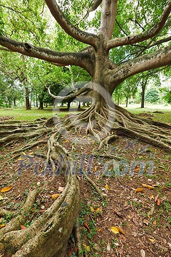 Tropical tree roots. Sri Lanka Tropical tree roots. Sri Lanka