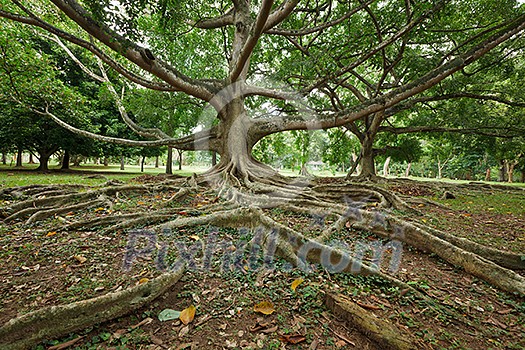 Tropical tree roots. Sri Lanka Tropical tree roots. Sri Lanka