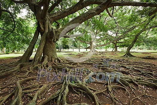 Tropical tree roots. Sri Lanka Tropical tree roots. Sri Lanka