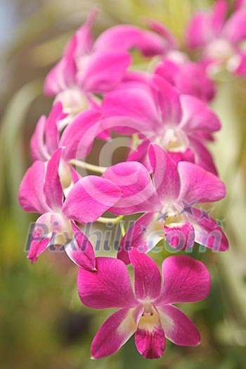 Pink orchid close up in nature Pink orchid close up in nature