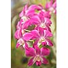 Pink orchid close up in nature