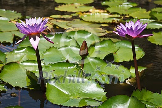 Purple lotuses in water Purple lotuses in water