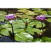 Purple lotuses in water