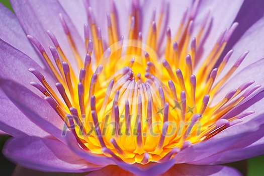 Purple lotus close up Purple lotus close up