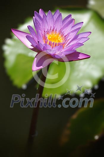 Purple lotus close up Purple lotus close up