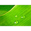 Green leaf with water droplet macro