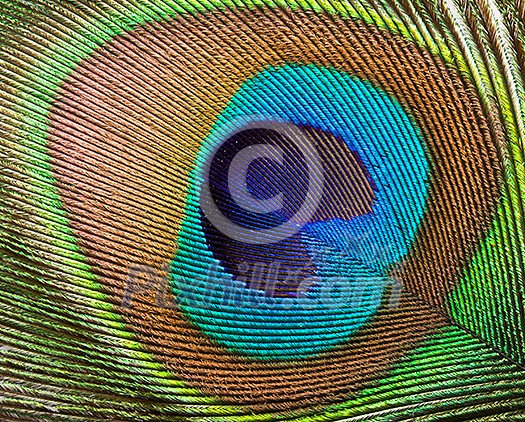 Peacock plume close up Peacock plume close up