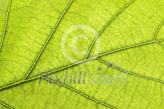 Green leaf close up Green leaf close up