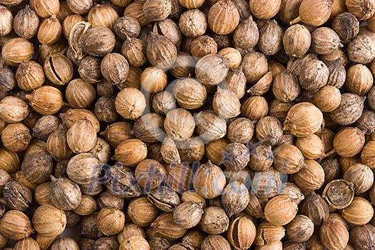 Pile of coriander close up Pile of coriander close up