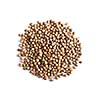 Pile of coriander close up on white background