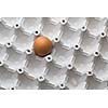 Eggs on white background