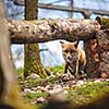Red Fox (Vulpes vulpes)