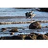 Western Reef Heron (Egretta gularis), image taken in Anstruther, Scotland