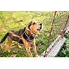 Cute guard dog behind fence, barking, checking you out