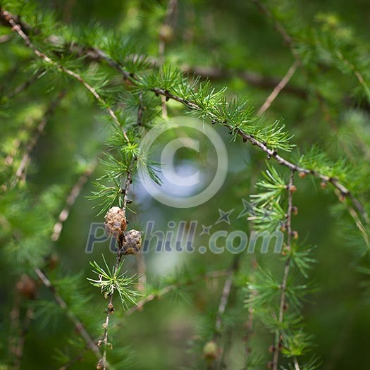 Relaxing larch greenery: closeup of European larch (Larix decidua) foliage with cones (selective focus) Relaxing larch greenery: closeup of European larch (Larix decidua) foliage with cones (selective focus)