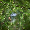 Relaxing larch greenery: closeup of European larch (Larix decidua) foliage with cones (selective focus)