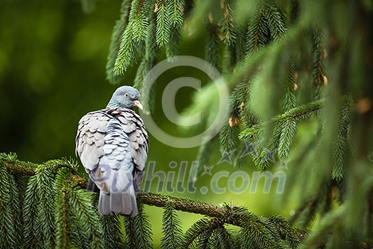 Common Wood Pigeon (Columba palumbus) Common Wood Pigeon (Columba palumbus)