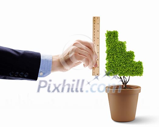 Close up of human hand measuring plant in pot Close up of human hand measuring plant in pot
