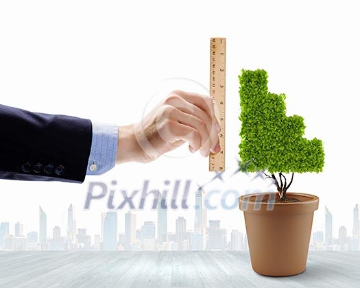 Close up of human hand measuring plant in pot Close up of human hand measuring plant in pot