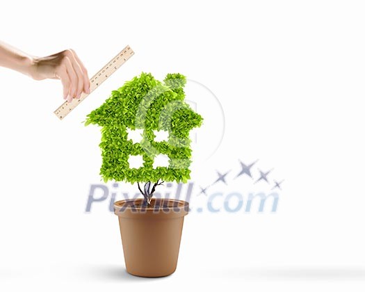 House shaped plant in pot measured with ruler House shaped plant in pot measured with ruler