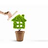 House shaped plant in pot measured with ruler