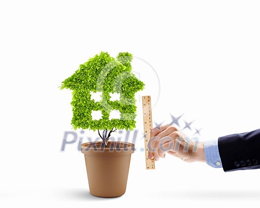 House shaped plant in pot measured with ruler House shaped plant in pot measured with ruler